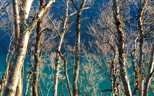 Low angle view of bare trees against blue sky