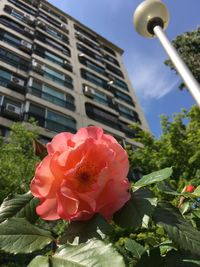 Close-up of red flowers