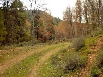 Trees in forest