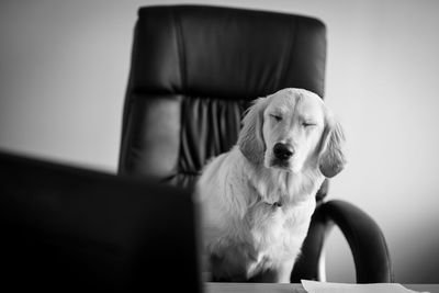 Close-up of dog sitting on chair in office