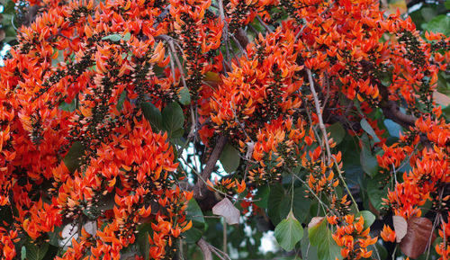 Close-up of red flowering plants