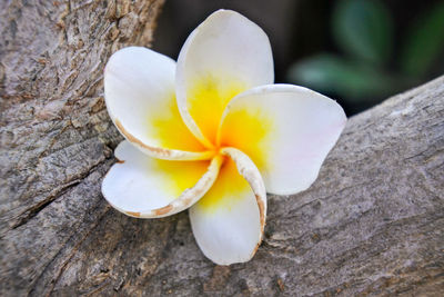 Close-up of white frangipani on plant