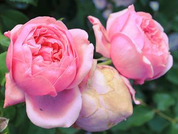 Close-up of pink rose