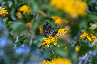 Close-up of butterfly pollinating on yellow flower