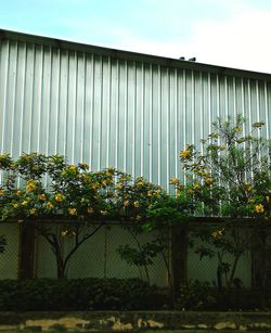 Close-up of plants