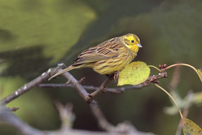 Close-up of bird perching on branch