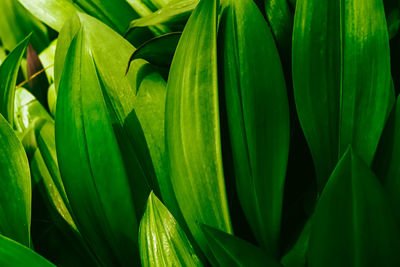 Full frame shot of green leaf
