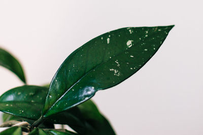 Close-up of raindrops on leaves against white background