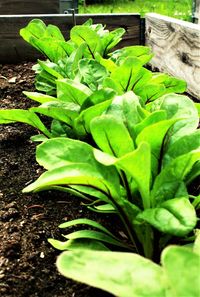 Close-up of green plant