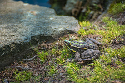 Close-up of rocks