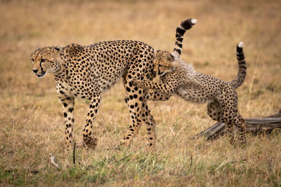 Close-up of cheetahs playing on field