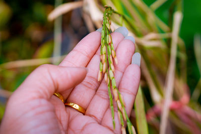 Close-up of woman hand holding plant