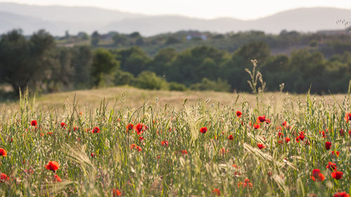 Red poppy flowers on field at sunset