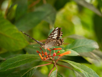 Close-up of butterfly pollinating flower