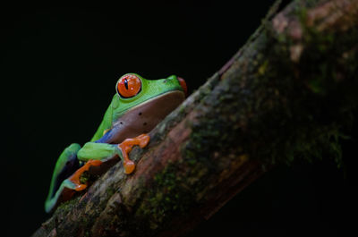 Costa rican frog