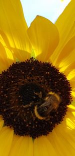 Extreme close-up of sunflower