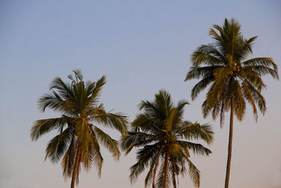 Low angle view of coconut palm trees against clear sky