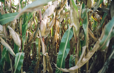 Close-up of bamboo plants on field