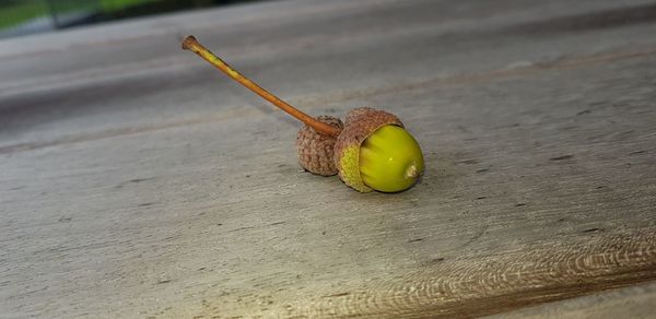 Close-up of snail on wood