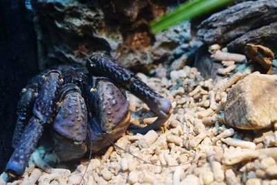 Close-up of coconut crab on stones at beach