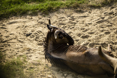 High angle view of a horse on field