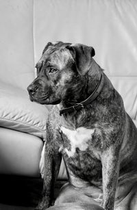 Dog looking away while sitting on sofa at home