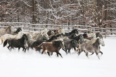 Goats on snow covered field