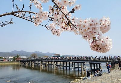 Cherry blossoms against sky 