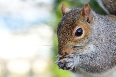Head shot of a grey squirrel eating a nut 