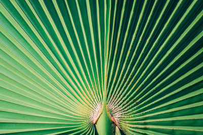 Full frame shot of palm leaf