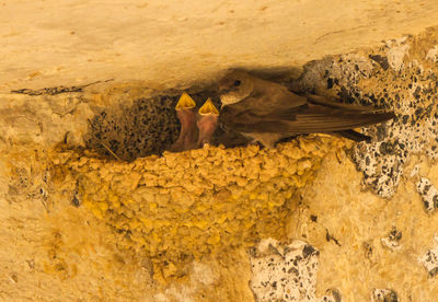 High angle view of yellow bird