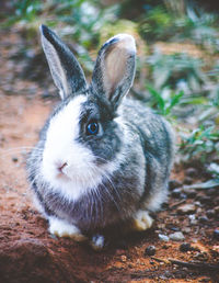 Close-up of rabbit in back yard