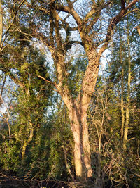 Low angle view of trees in forest against sky