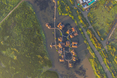 High angle view of plants amidst trees