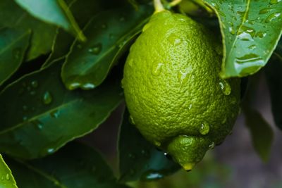 Lemon tree, lemon picking, summer background. lemons on branch.