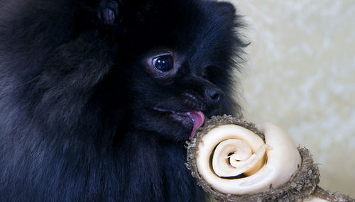 Close-up of cat eating food