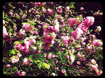 Pink flowers blooming on tree