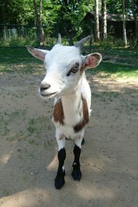 Portrait of goat standing on field