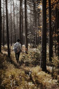 Rear view of man hiking in forest