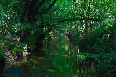 Reflection of trees in lake