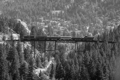 Scenic view of train on bridge in forest