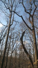 Low angle view of bare tree against sky