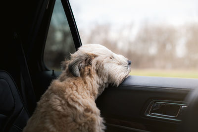 Fluffy dog with his head sticking out of the open window of a car.