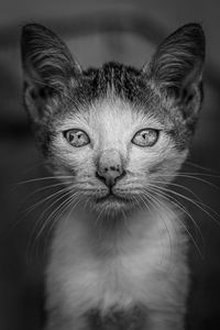 Close-up portrait of  a photogenic cat