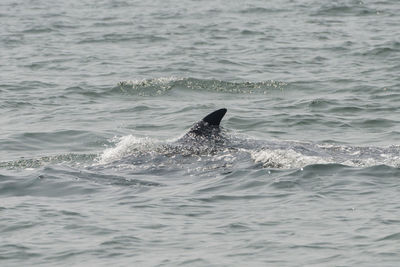 View of duck swimming in sea