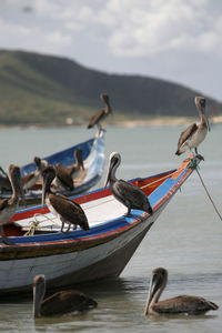 Pelicans perching on moored boats in sea against mountains