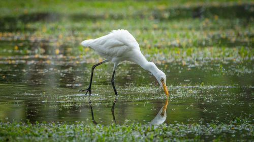 Side view of white bird drinking water in lake