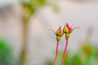 Close-up of pink flowering plant