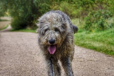 Portrait of dog sticking out tongue on grass