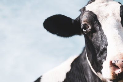 Close-up portrait of cow